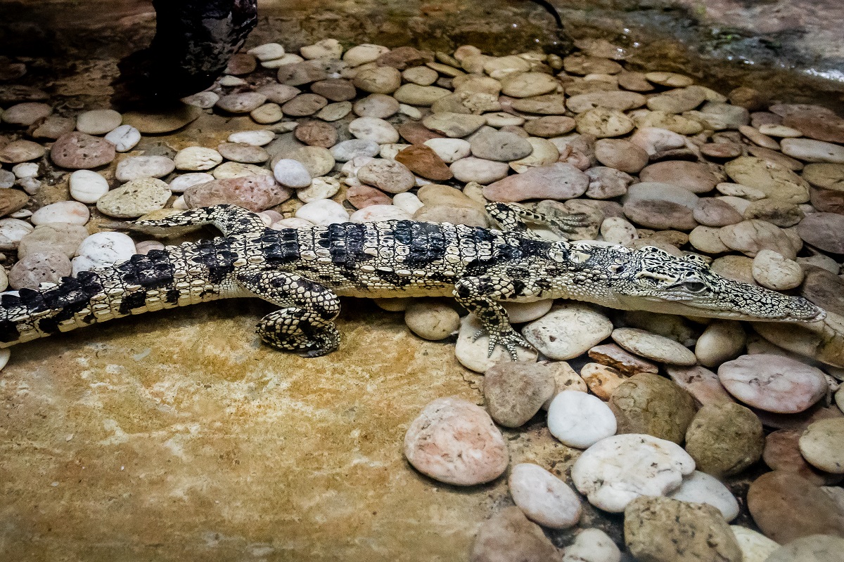 Крокодил в Аквариуме монстров в Паттайе
