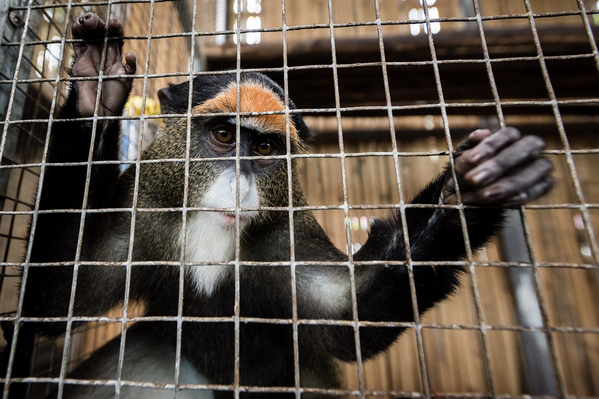 Грустная обезьяна за решеткой в Аквариуме монстров в Паттайе