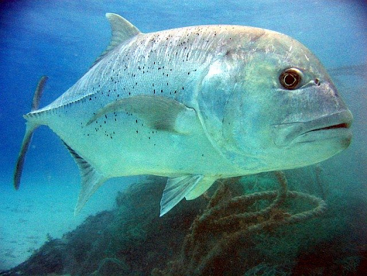 Изображение для статьи - Рыбалка в Таиланде на хищника. Монстры тайских озёр и морских глубин