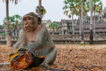 Британский бойкот против кокосов из-за тайских обезьян