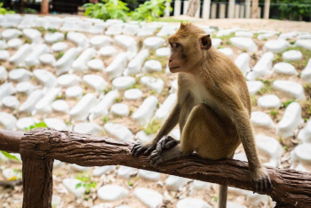Пока Россия на карантине я в зоопарке Кхао Кхео в Таиланде