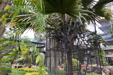 Изображение для анонса к статье - Самая редкая в мире пальма растет в металлической клетке. Хотите попробовать сейшельского ореха весом 45 кг?