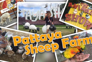 Изображение для анонса к статье - Pattaya Sheep Farm - интересное место для семейного отдыха в Паттайе. Видео обзор