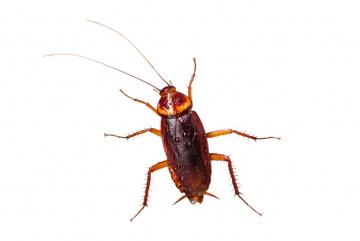 Изображение для анонса к статье - Какое средство лучше всего справляется с тараканами, муравьями и прочими насекомыми?