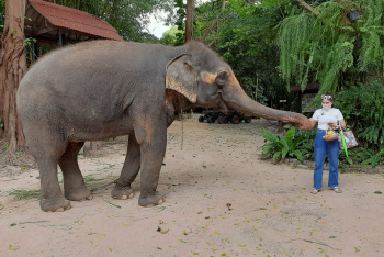 Катание на слонах в Паттайе: сколько стоит и где покататься