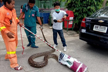 Четырехметровый питон съел всех школьных животных в Таиланде