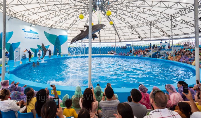 Шоу дельфинов в новом Дельфинарии в Паттайе