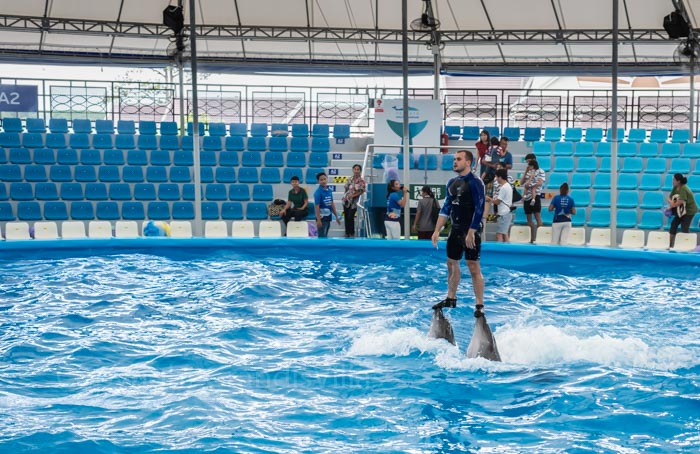 Тренер катается на спине дельфина в новом Дельфинарии в Паттайе
