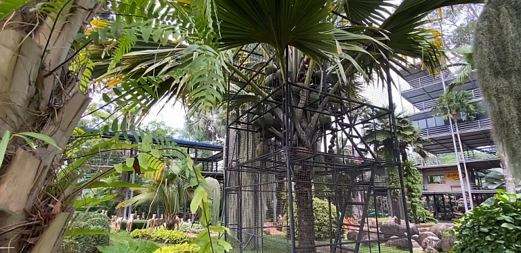 Изображение для статьи - Самая редкая в мире пальма растет в металлической клетке. Хотите попробовать сейшельского ореха весом 45 кг?