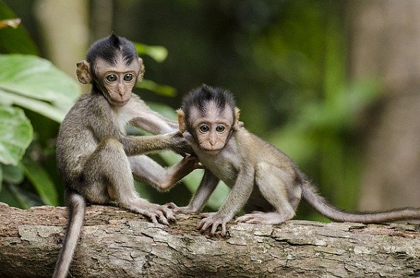 Изображение для новостной статьи - Сексуально-озабоченные обезьяны в Лопбури (Таиланд) подсели на фастфуд