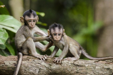 Анонос изображения к новости Сексуально-озабоченные обезьяны в Лопбури (Таиланд) подсели на фастфуд