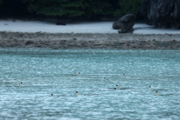 Анонос изображения к новости В заливе Майя Бэй в Таиланде расплодились акулы!