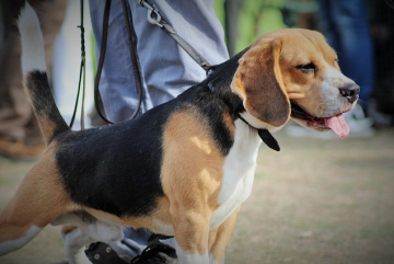 Анонос изображения к новости 4-7 июля в Бангкоке пройдет выставка собак