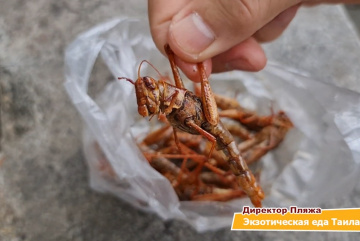 Изображение для анонса к статье - Экзотическая еда Таиланда: сверчки, тараканы, гусеницы, личинки. А что бы вы попробовали?