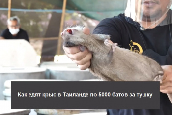 Как едят крыс в Таиланде по 5000 батов за тушку