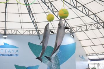 Анонос изображения к новости Теперь для жителей и гостей Таиланда доступна собственная дельфинотерапия