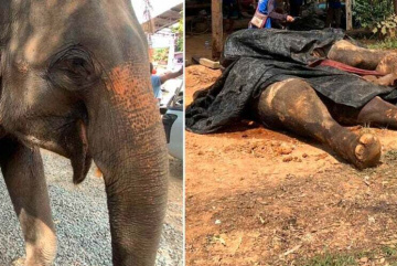 Анонос изображения к новости В Таиланде туристы накормили слона ядовитыми бананами, от чего тот умер!