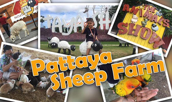 Изображение для статьи - Pattaya Sheep Farm - интересное место для семейного отдыха в Паттайе. Видео обзор