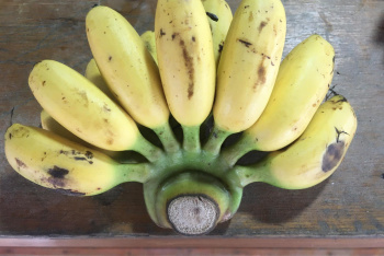 Тайские бананы: сезон и стоимость фруктов