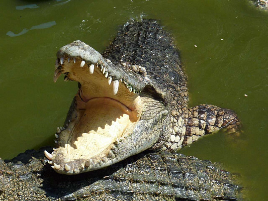 Изображение для статьи - Где попробовать жареного крокодила в Паттайе