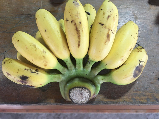 Изображение для статьи - Тайские бананы: сезон и стоимость фруктов