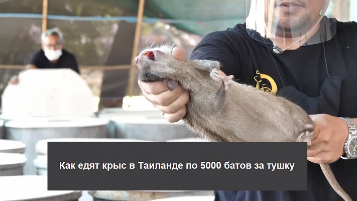 Изображение для статьи - Как едят крыс в Таиланде по 5000 батов за тушку