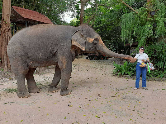 Изображение для статьи - Катание на слонах в Паттайе: сколько стоит и где покататься
