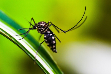 Изображение для анонса к статье - Защита от комаров-переносчиков Денге. Как я убиваю приставучих комаров