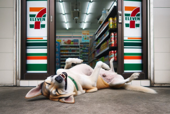 Необычный посетитель 7-Eleven: Ленивая собака становится звездой видео