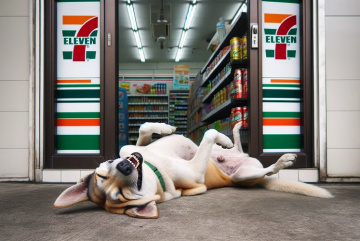 Изображение для анонса к статье - Необычный посетитель 7-Eleven: Ленивая собака становится звездой видео