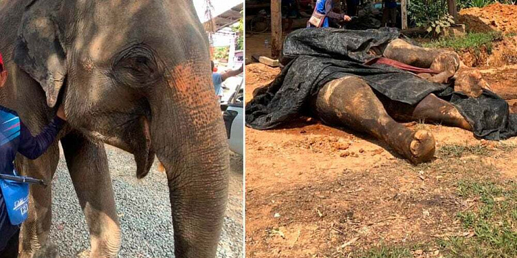 Изображение для новостной статьи - В Таиланде туристы накормили слона ядовитыми бананами, от чего тот умер!
