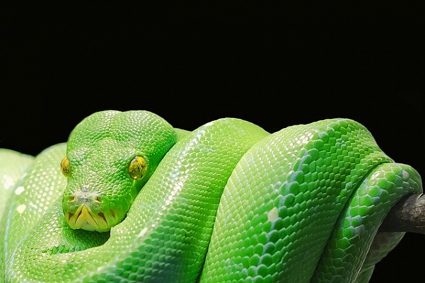 Изображение для статьи - Укусила змея - что делать? Как определить ядовитая это змея или нет?