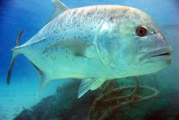 Изображение для анонса к статье - Рыбалка в Таиланде на хищника. Монстры тайских озёр и морских глубин