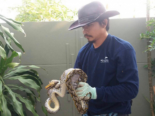 Изображение для новостной статьи - В деревне Nagawari поймали большую змею