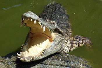 Где попробовать жареного крокодила в Паттайе
