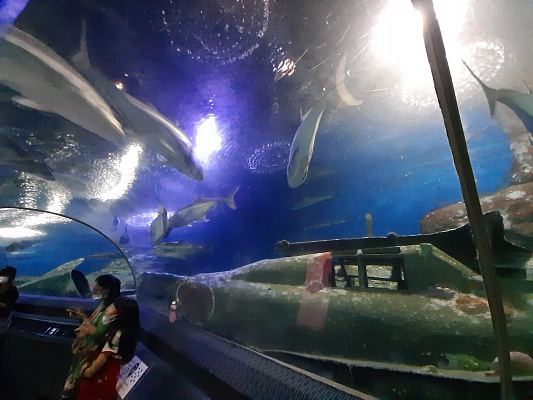 Изображение для статьи - Underwater World - океанариум в Паттайе