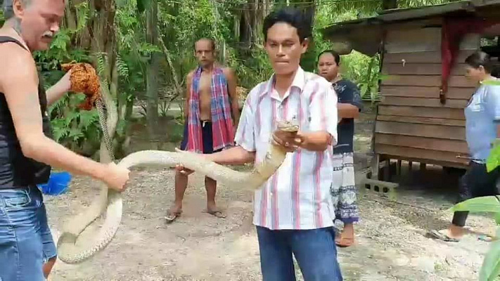 Изображение для новостной статьи - Фаранг с тайцем поймали королевскую кобру голыми руками