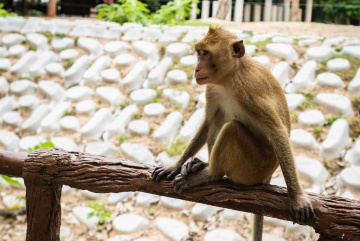 Изображение для анонса к статье - Пока Россия на карантине я в зоопарке Кхао Кхео в Таиланде