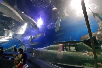 Изображение для анонса к статье - Underwater World - океанариум в Паттайе