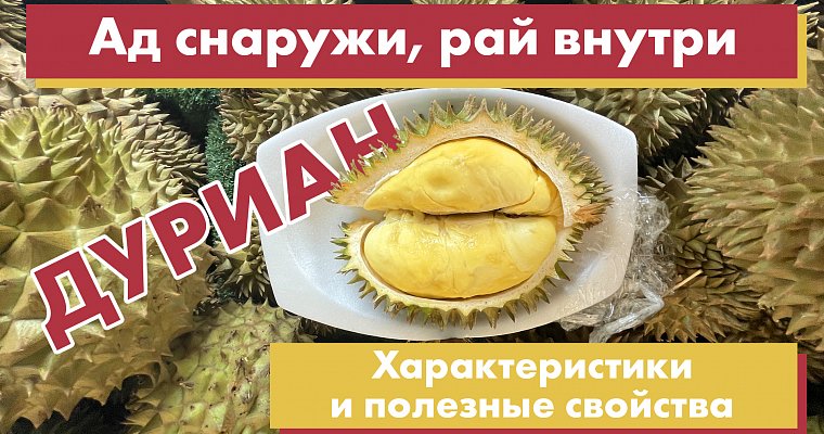 Дуриан "Ад снаружи, рай внутри". Характеристики, полезные свойства