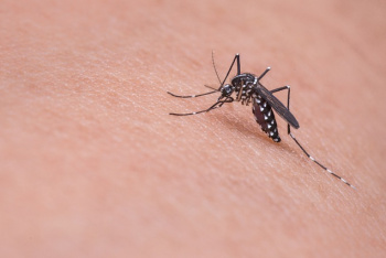 Таиланд начинает очередную борьбу с Денге-комарами