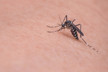 Анонос изображения к новости Таиланд начинает очередную борьбу с Денге-комарами