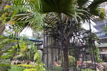 Самая редкая в мире пальма растет в металлической клетке. Хотите попробовать сейшельского ореха весом 45 кг?