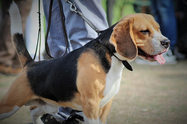 Изображение для новостной статьи - 4-7 июля в Бангкоке пройдет выставка собак