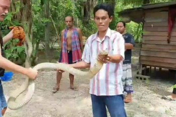 Фаранг с тайцем поймали королевскую кобру голыми руками