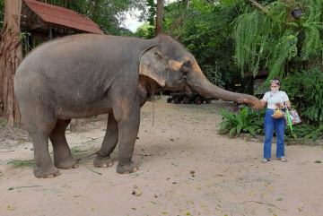 Изображение для анонса к статье - Катание на слонах в Паттайе: сколько стоит и где покататься