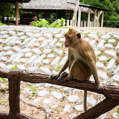 Изображение для статьи - Пока Россия на карантине я в зоопарке Кхао Кхео в Таиланде