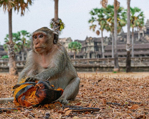 Изображение для новостной статьи - Британский бойкот против кокосов из-за тайских обезьян